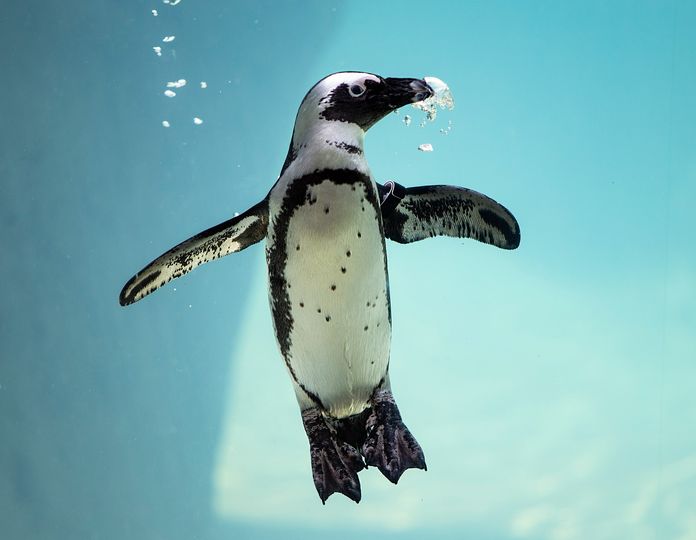 SouthSide Works - @pensgear is offering a free @penguins
